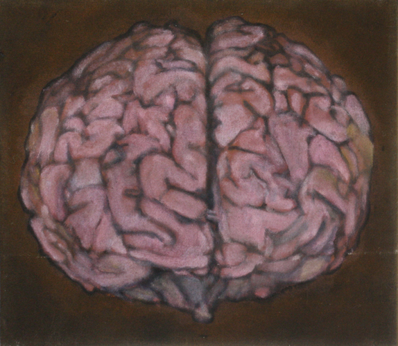 Gehirn (von hinten)