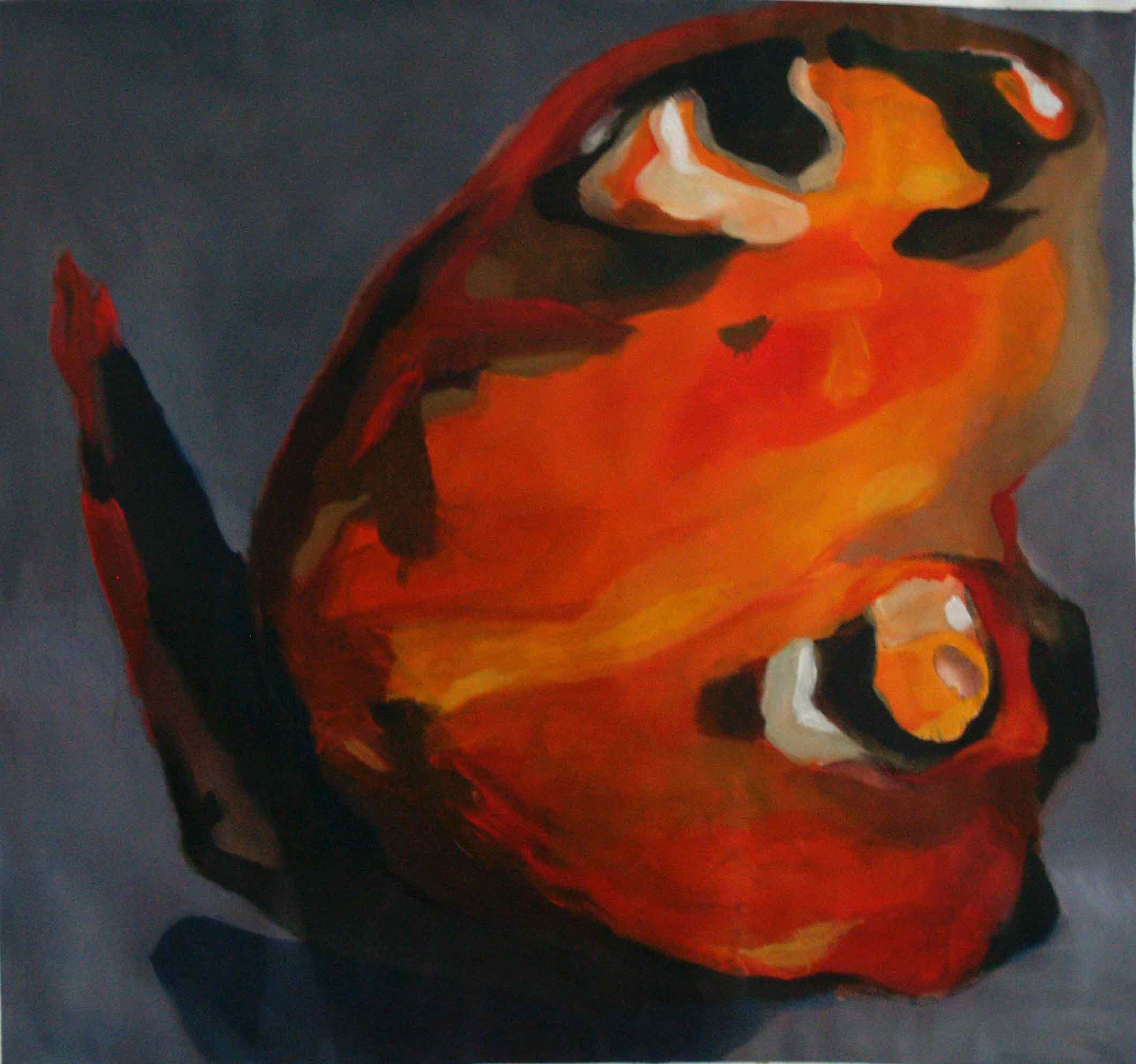 Schmetterling, geffnet